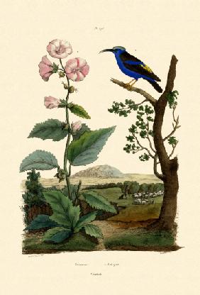 Marsh Mallow 1833-39