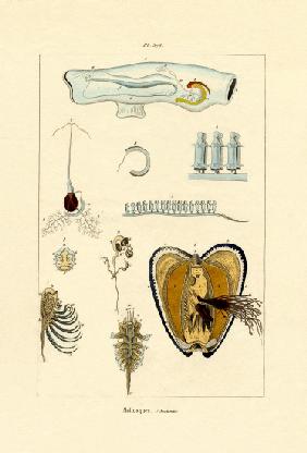 Molluscs 1833-39
