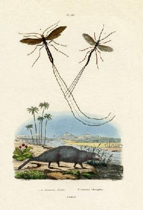 Mongoose 1833-39