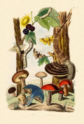 Mushrooms 1833-39