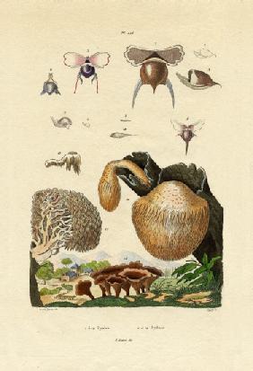Mushrooms 1833-39