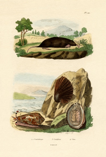 Native Mollusk von French School, (19th century)