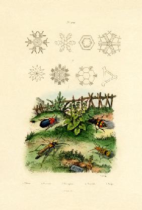 Nebria Beetle 1833-39