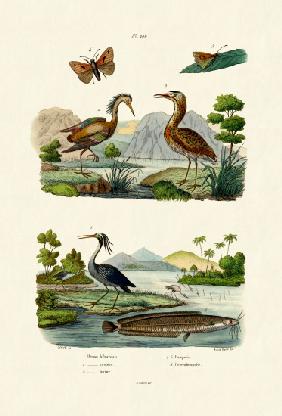 Night Heron 1833-39