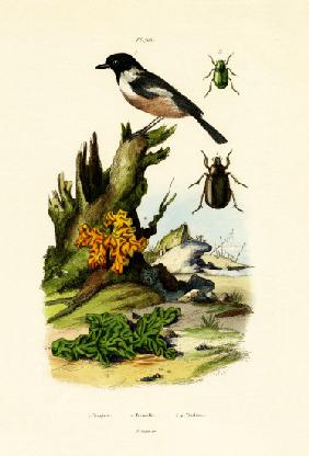 Northern Wheatear 1833-39