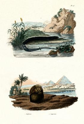 One-toed Amphiuma 1833-39