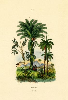 Palm Trees 1833-39