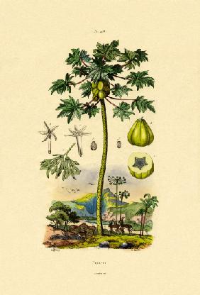 Papaya 1833-39