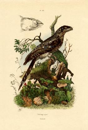 Papuan Frogmouth 1833-39