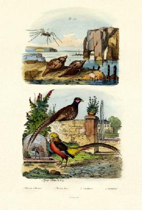 Pheasant 1833-39