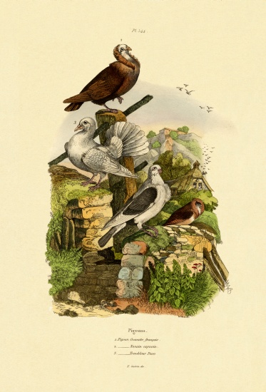 Pigeons von French School, (19th century)