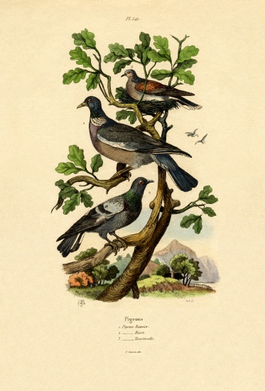 Pigeons von French School, (19th century)