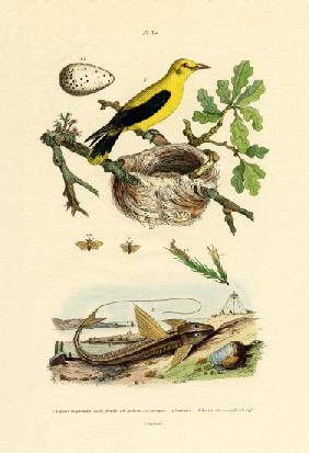 Pine Sawfly 1833-39