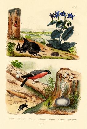 Pine Weevil 1833-39