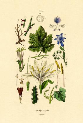 Plants 1833-39