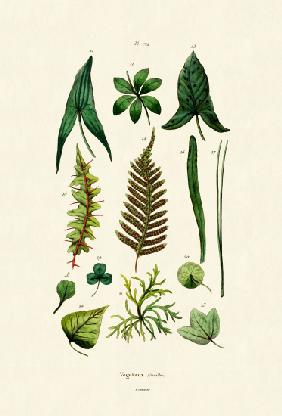 Plants 1833-39