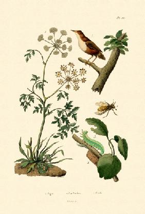 Poison Hemlock 1833-39