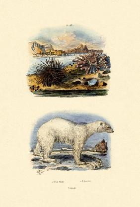 Polar Bear 1833-39