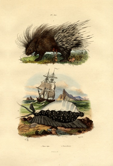 Porcupine von French School, (19th century)