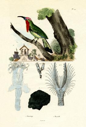 Red-bearded Bee-eater 1833-39