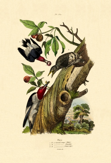 Red-headed Woodpecker von French School, (19th century)