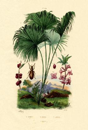 Red Latan Palm 1833-39
