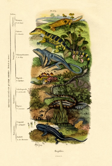 Reptiles von French School, (19th century)