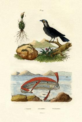 Ribbonfish 1833-39