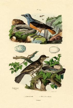 Roufus-tailed Rock-thrush 1833-39