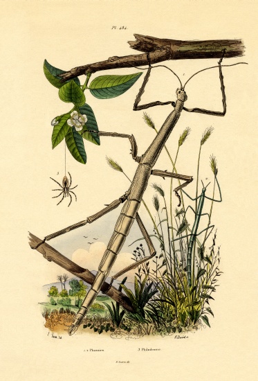 Running Crab Spider von French School, (19th century)