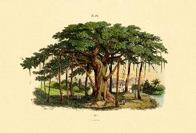 Sacred Fig 1833-39