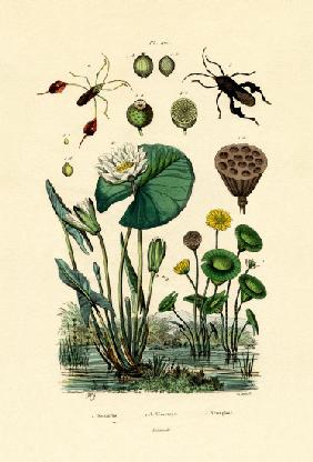 Sacred Lotus 1833-39