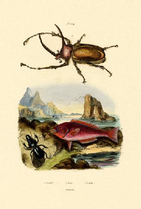Scarab Beetle 1833-39