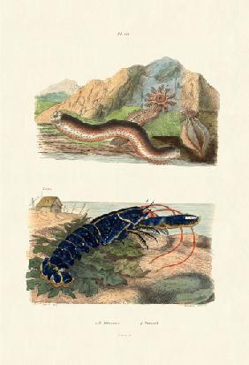 Sea Cucumbers 1833-39