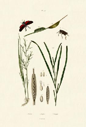 Seagrass 1833-39