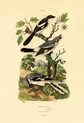 Shrikes 1833-39