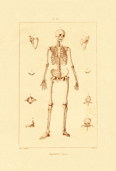 Skeleton von French School, (19th century)