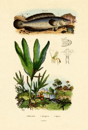 Snakehead 1833-39