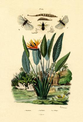 Soldier Flies 1833-39