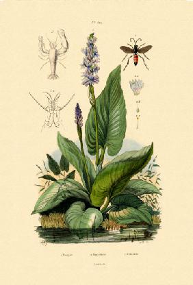 Spider Wasp 1833-39