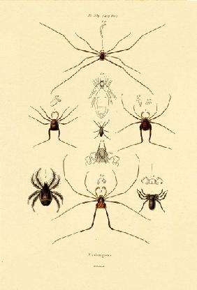 Spiders 1833-39