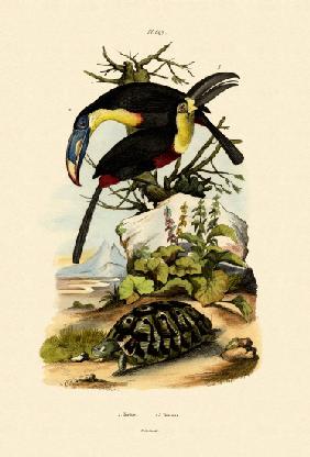 Toucans 1833-39