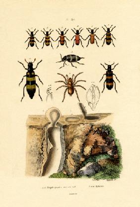 Trapdoor Spider 1833-39