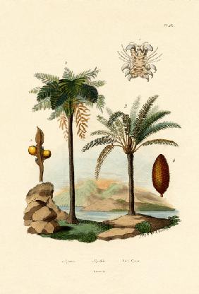 Tree Fern 1833-39