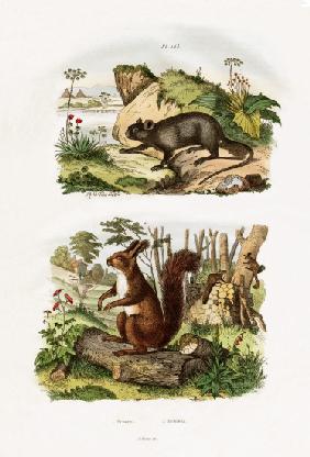 Tree Rat 1833-39