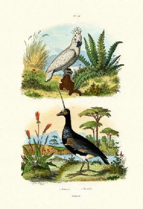 Umbrella Cockatoo 1833-39