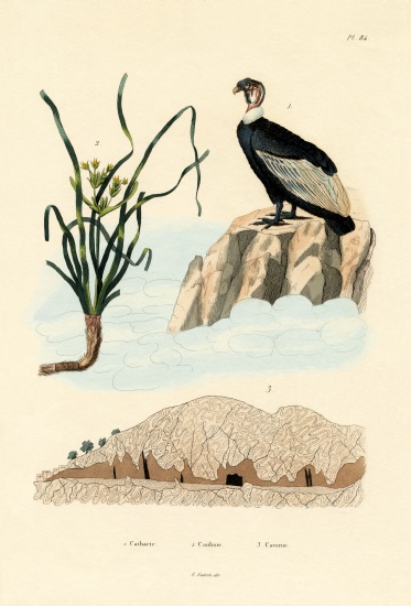 Vulture von French School, (19th century)
