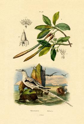 White-tailed Tropicbird 1833-39