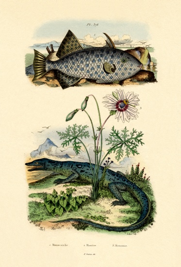 Whitespotted Filefish von French School, (19th century)
