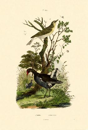 Wood Warbler 1833-39